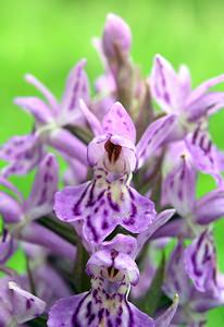 Dactylorhiza fuchsii (Orchidaceae)  - Dactylorhize de Fuchs, Orchis de Fuchs, Orchis tacheté des bois, Orchis de Meyer, Orchis des bois - Common Spotted-orchid Northumberland [Royaume-Uni] 08/07/2006 - 150m