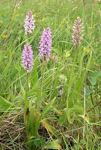 Dactylorhiza fuchsii (Orchidaceae)  - Dactylorhize de Fuchs, Orchis de Fuchs, Orchis tacheté des bois, Orchis de Meyer, Orchis des bois - Common Spotted-orchid Northumberland [Royaume-Uni] 08/07/2006 - 150m