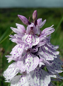 Dactylorhiza maculata (Orchidaceae)  - Dactylorhize maculé, Orchis tacheté, Orchis maculé - Heath Spotted-orchid Perth and Kinross [Royaume-Uni] 09/07/2006 - 390m