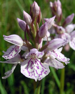 Dactylorhiza maculata (Orchidaceae)  - Dactylorhize maculé, Orchis tacheté, Orchis maculé - Heath Spotted-orchid Perth and Kinross [Royaume-Uni] 09/07/2006 - 390m