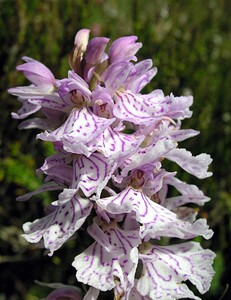 Dactylorhiza maculata (Orchidaceae)  - Dactylorhize maculé, Orchis tacheté, Orchis maculé - Heath Spotted-orchid Highland [Royaume-Uni] 10/07/2006 - 610m