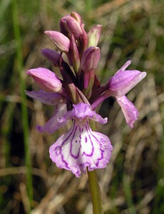 Dactylorhiza maculata (Orchidaceae)  - Dactylorhize maculé, Orchis tacheté, Orchis maculé - Heath Spotted-orchid Highland [Royaume-Uni] 10/07/2006 - 610m