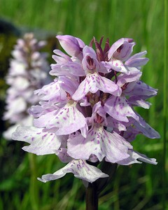 Dactylorhiza maculata (Orchidaceae)  - Dactylorhize maculé, Orchis tacheté, Orchis maculé - Heath Spotted-orchid Highland [Royaume-Uni] 20/07/2006 - 210m
