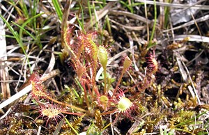 Drosera anglica (Droseraceae)  - Rossolis à feuilles longues, Rossolis à longues feuilles, Rossolis d'Angleterre, Droséra à longues feuilles, Droséra d'Angleterre - Great Sundew Highland [Royaume-Uni] 11/07/2006 - 240m