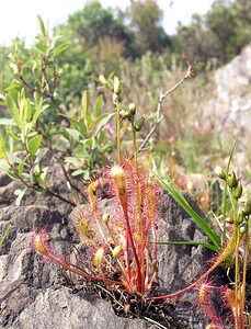 Drosera anglica (Droseraceae)  - Rossolis à feuilles longues, Rossolis à longues feuilles, Rossolis d'Angleterre, Droséra à longues feuilles, Droséra d'Angleterre - Great Sundew Highland [Royaume-Uni] 11/07/2006 - 240m