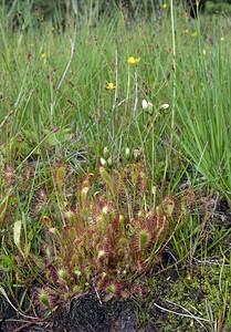 Drosera anglica (Droseraceae)  - Rossolis à feuilles longues, Rossolis à longues feuilles, Rossolis d'Angleterre, Droséra à longues feuilles, Droséra d'Angleterre - Great Sundew Highland [Royaume-Uni] 12/07/2006 - 10m