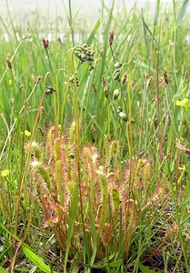 Drosera anglica (Droseraceae)  - Rossolis à feuilles longues, Rossolis à longues feuilles, Rossolis d'Angleterre, Droséra à longues feuilles, Droséra d'Angleterre - Great Sundew Highland [Royaume-Uni] 12/07/2006 - 10m