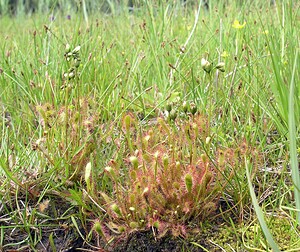 Drosera anglica (Droseraceae)  - Rossolis à feuilles longues, Rossolis à longues feuilles, Rossolis d'Angleterre, Droséra à longues feuilles, Droséra d'Angleterre - Great Sundew Highland [Royaume-Uni] 12/07/2006 - 10m