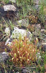 Drosera anglica (Droseraceae)  - Rossolis à feuilles longues, Rossolis à longues feuilles, Rossolis d'Angleterre, Droséra à longues feuilles, Droséra d'Angleterre - Great Sundew Highland [Royaume-Uni] 12/07/2006 - 10m