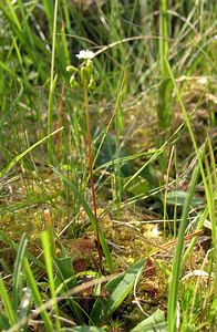 Drosera rotundifolia (Droseraceae)  - Rossolis à feuilles rondes, Droséra à feuilles rondes - Round-leaved Sundew Highland [Royaume-Uni] 20/07/2006 - 210m