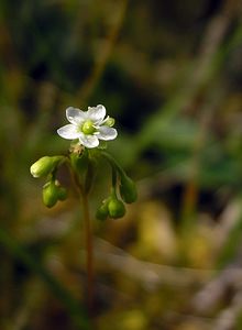 Drosera rotundifolia (Droseraceae)  - Rossolis à feuilles rondes, Droséra à feuilles rondes - Round-leaved Sundew Highland [Royaume-Uni] 20/07/2006 - 210m