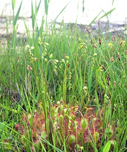 Drosera x obovata (Droseraceae)  - Rossolis à feuilles obovales, Droséra à feuilles obovalesDrosera longifolia x Drosera rotundifolia. Highland [Royaume-Uni] 12/07/2006 - 10m