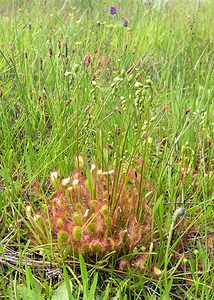 Drosera x obovata (Droseraceae)  - Rossolis à feuilles obovales, Droséra à feuilles obovalesDrosera longifolia x Drosera rotundifolia. Highland [Royaume-Uni] 12/07/2006 - 10m