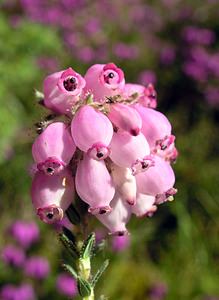 Erica tetralix (Ericaceae)  - Bruyère à quatre angles, Bruyère quaternée, Bruyère des marais - Cross-leaved Heath Highland [Royaume-Uni] 11/07/2006 - 300m