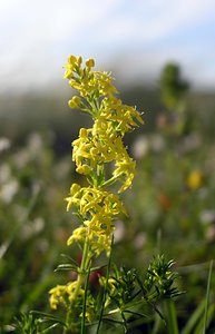 Galium verum (Rubiaceae)  - Gaillet vrai, Gaillet jaune, Caille-lait jaune - Lady's Bedstraw Highland [Royaume-Uni] 14/07/2006 - 20m
