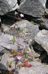 Geranium robertianum (Geraniaceae)  - Géranium herbe-à-Robert - Herb-Robert North Yorkshire [Royaume-Uni] 22/07/2006 - 370m