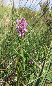 Gymnadenia conopsea (Orchidaceae)  - Gymnadénie moucheron, Orchis moucheron, Orchis moustique - Fragrant Orchid Perth and Kinross [Royaume-Uni] 09/07/2006 - 390mil s'agit ici de la variante nordique, Gymnadenia conopsea ssp. borealis (Druce) F.Rose, plus petite et poussant dans les terrains humides acides (landes ? bruy?res)