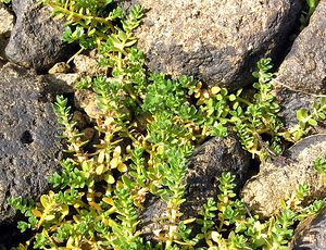 Honckenya peploides (Caryophyllaceae)  - Honckénye faux péplis, Honckénye fausse péplide, Honckénya faux péplis, Honckénya fausse péplide, Pourpier de mer - Sea Sandwort Highland [Royaume-Uni] 16/07/2006