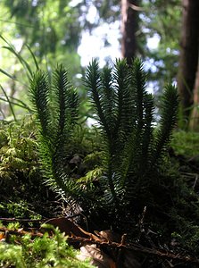 Huperzia selago (Lycopodiaceae)  - Huperzie sélagine, Lycopode sélagine, Lycopode dressé - Fir Clubmoss Highland [Royaume-Uni] 14/07/2006 - 60m