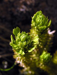 Huperzia selago (Lycopodiaceae)  - Huperzie sélagine, Lycopode sélagine, Lycopode dressé - Fir Clubmoss Highland [Royaume-Uni] 15/07/2006 - 590m