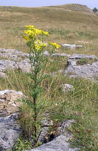 Jacobaea vulgaris (Asteraceae)  - Jacobée commune, Séneçon jacobée, Herbe de Saint-Jacques - Common Ragwort North Yorkshire [Royaume-Uni] 22/07/2006 - 350m
