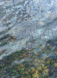 Lobelia dortmanna (Campanulaceae)  - Lobélie de Dortmann - Water Lobelia Highland [Royaume-Uni] 12/07/2006 - 10m