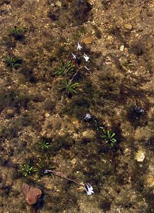 Lobelia dortmanna (Campanulaceae)  - Lobélie de Dortmann - Water Lobelia Highland [Royaume-Uni] 15/07/2006 - 90m