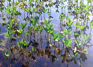 Menyanthes trifoliata (Menyanthaceae)  - Ményanthe trifolié, Trèfle d'eau, Ményanthe, Ményanthe trèfle d'eau - Bogbean Highland [Royaume-Uni] 15/07/2006 - 410m