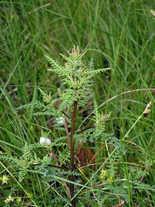 Pedicularis palustris (Orobanchaceae)  - Pédiculaire des marais, Tartarie rouge - Marsh Lousewort Highland [Royaume-Uni] 10/07/2006 - 300m