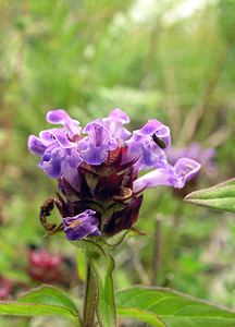 Prunella vulgaris (Lamiaceae)  - Herbe Catois - Selfheal Highland [Royaume-Uni] 13/07/2006 - 70m