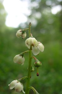 Pyrola media (Ericaceae)  - Pyrole moyenne, Pyrole moyenne, Pyrole de taille moyenne, Pyrole intermédiaire - Intermediate Wintergreen Perth and Kinross [Royaume-Uni] 09/07/2006 - 180mnoter le style droit qui d?passe de la corolle