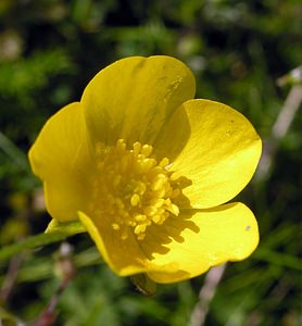 Ranunculus acris (Ranunculaceae)  - Renoncule âcre, Bouton-d'or, Pied-de-coq - Meadow Buttercup Highland [Royaume-Uni] 14/07/2006 - 20m