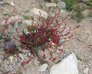 Rumex acetosella (Polygonaceae)  - Patience petite-oseille, Petite oseille, Oseille des brebis, Surelle - Sheep's Sorrel Highland [Royaume-Uni] 11/07/2006 - 220m