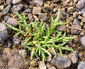 Salicornia europaea (Amaranthaceae)  - Salicorne d'Europe - Common Glasswort Highland [Royaume-Uni] 16/07/2006