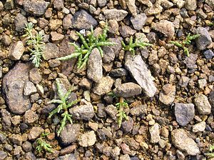 Salicornia europaea (Amaranthaceae)  - Salicorne d'Europe - Common Glasswort Highland [Royaume-Uni] 16/07/2006