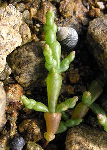 Salicornia europaea (Amaranthaceae)  - Salicorne d'Europe - Common Glasswort Highland [Royaume-Uni] 16/07/2006