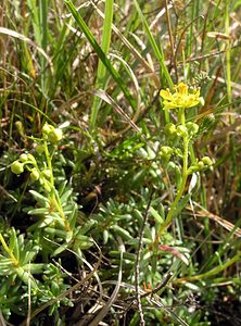 Saxifraga aizoides (Saxifragaceae)  - Saxifrage faux aizoon, Saxifrage cilié, Faux aizoon - Yellow Saxifrage Highland [Royaume-Uni] 11/07/2006 - 240m