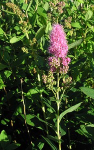 Spiraea salicifolia (Rosaceae)  - Spirée à feuilles de saule - Bridewort Highland [Royaume-Uni] 13/07/2006 - 30mPlante introduite, originaire d'asie, naturalis?e en europe.