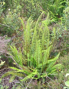 Struthiopteris spicant (Blechnaceae)  - Struthioptéride en épi, Struthioptéris en épi, Blechne en épi - Hard-fern Highland [Royaume-Uni] 11/07/2006 - 240m