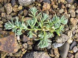 Suaeda maritima (Amaranthaceae)  - Suède maritime, Soude maritime, Suéda maritime - Annual Sea-blite Highland [Royaume-Uni] 16/07/2006