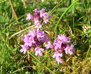 Thymus polytrichus (Lamiaceae)  - Thym à poils nombreux, Thym à pilosité variable, Serpolet à poils nombreux - Wild Thyme Highland [Royaume-Uni] 14/07/2006 - 20m