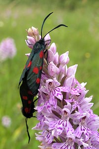 Zygaena trifolii (Zygaenidae)  - Zygène des prés, Zygène des Cornettes - Five-spot Burnet Northumberland [Royaume-Uni] 08/07/2006 - 150m