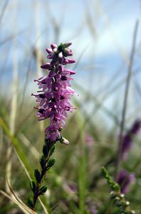 Calluna vulgaris (Ericaceae)  - Callune commune, Callune, Béruée, Bruyère commune - Heather Pas-de-Calais [France] 19/08/2006 - 30m