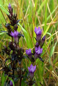 Gentianella germanica (Gentianaceae)  - Gentianelle d'Allemagne, Gentiane d'Allemagne - Chiltern Gentian Pas-de-Calais [France] 26/08/2006 - 90m