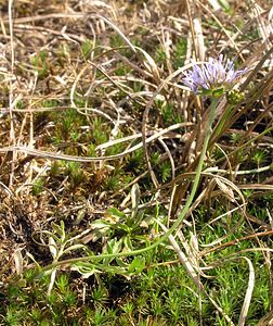 Jasione montana (Campanulaceae)  - Jasione des montagnes, Herbe à midi - Sheep's-bit Pas-de-Calais [France] 19/08/2006 - 40m