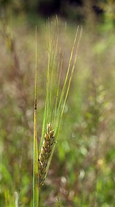 Triticum  (Poaceae)  - Blé - wheats Pas-de-Calais [France] 26/08/2006 - 70m