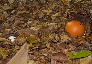 Amanita caesarea (Amanitaceae)  - Amanite des césars Marne [France] 16/09/2006 - 200msituation tr?s au nord pour cette esp?ce, plut?t m?ridionale.