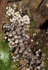 Coprinellus disseminatus (Psathyrellaceae)  - Coprin grégaire, Coprin disséminé - Fairy Inkcap Pas-de-Calais [France] 02/09/2006 - 110m