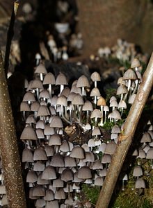 Coprinellus disseminatus (Psathyrellaceae)  - Coprin grégaire, Coprin disséminé - Fairy Inkcap Pas-de-Calais [France] 02/09/2006 - 110m