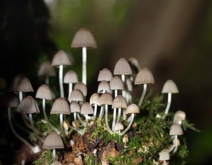 Coprinellus disseminatus (Psathyrellaceae)  - Coprin grégaire, Coprin disséminé - Fairy Inkcap Pas-de-Calais [France] 02/09/2006 - 110m